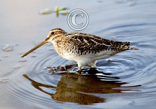 Common Snipe